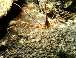 Arrow Crab, Nikonos IV with 1:3 close up lense. by Marylin Batt 